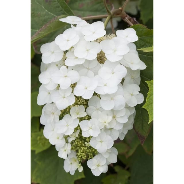 Hydrangea Quercifolia Snowflake Eichenblatthortensie Weiß 80–100 cm