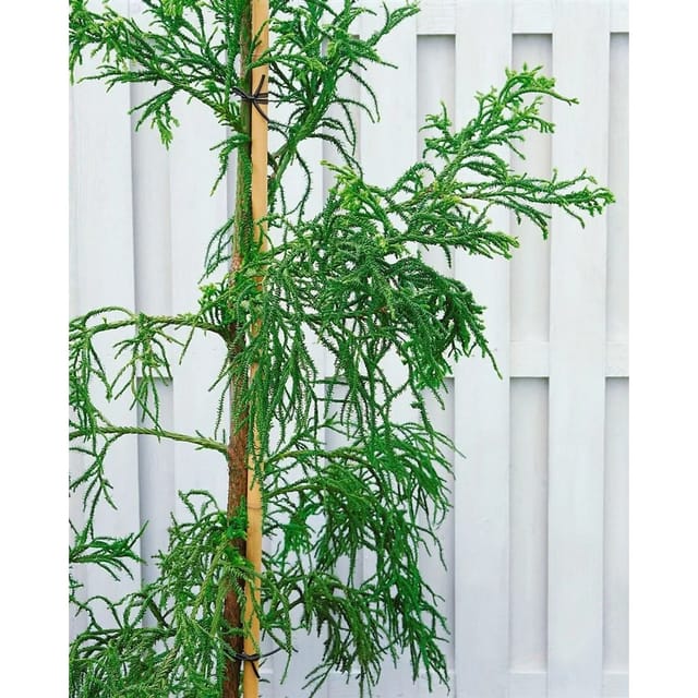 Cryptomeria Japonica Rasen Japanische Sicheltanne 30–40 cm