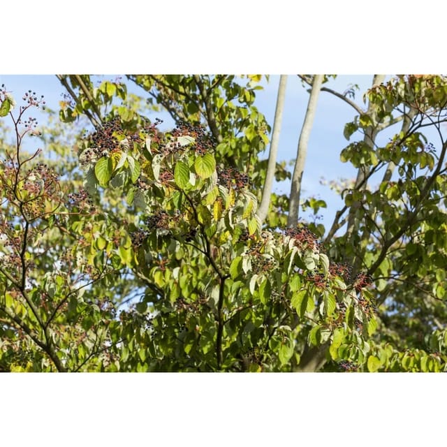 Cornus Sanguinea Roter Hartriegel 60–100 cm