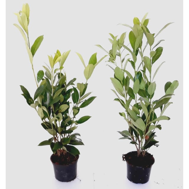 Pflanzen-Boering 20 Prunus Caucasica Höhe 40-50 cm Kirschlorbeer-Pflanzen