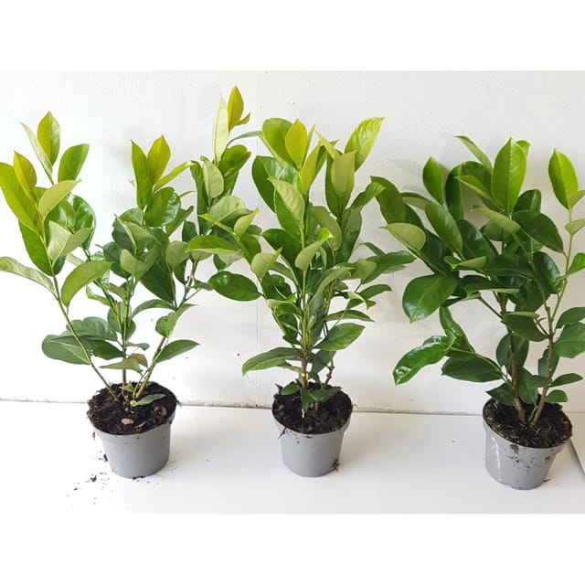 Pflanzen-Boering 20 Prunus Novita Höhe 40-50 cm Kirschlorbeer-Pflanzen