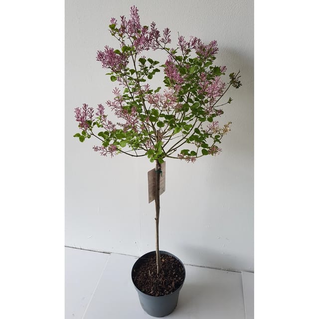 Pflanzen-Boering Syringa Palibin Zwerg Duft-Flieder Stämmchen Gesamthöhe 120-130 cm Stammhöhe 80 cm