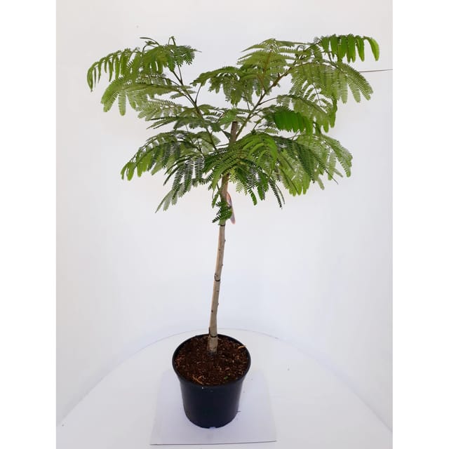 Pflanzen-Boering Albizia Ombrella-Stämmchen 80 cm Seidenbaum Schlafbaum Seidenakazie Gesamthöhe 130-140