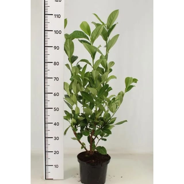 Pflanzen-Boering 10 Prunus Rotundifolia Höhe 80-100 cm Kirschlorbeer-Pflanzen