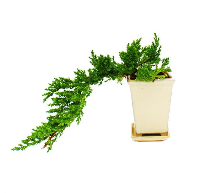 Exotenherz Bonsai Juniperus Wacholder Kaskade 10X10cm