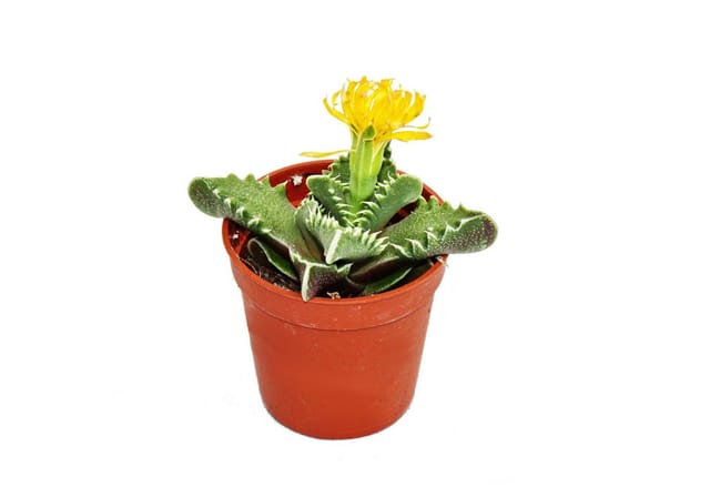 Exotenherz Faucaria Tigrina Tigerrachen im 8,5cm Topf