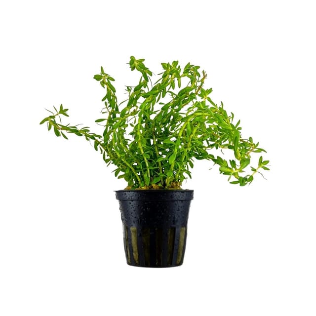 Aquariumpflanze Rotala Sp. 'nanjenshan' (boschii) Nr.333n