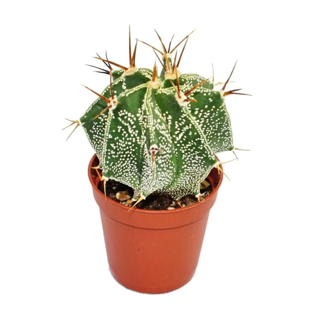 Exotenherz Astrophytum Ornatum Bischofsmütze im 8,5cm Topf