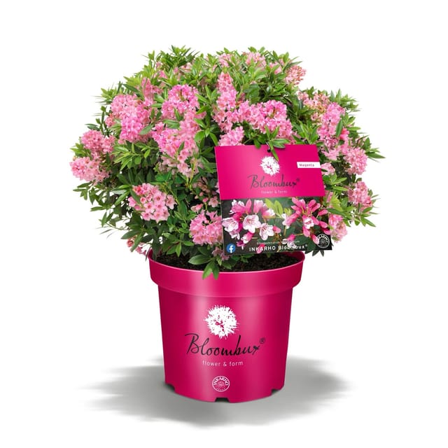 Rhododendron (Bloombux®, Blütenfarbe: Pink)