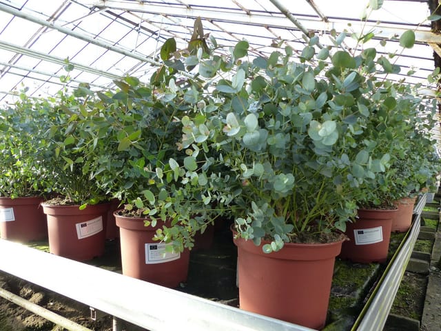gruenwaren jakubik Gehölze XXL Eucalyptus Gunni Gunnii Busch Eukalyptusbaum 40 - 60 cm