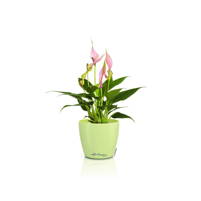 Lechuza Pflanztopf Deco 14 Ø 15,2 x 13,7 cm linde