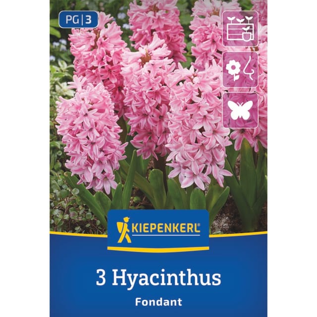 Kiepenkerl Hyazinthe 'Fondant', 3 Zwiebeln, 3 Zwiebeln, rosa