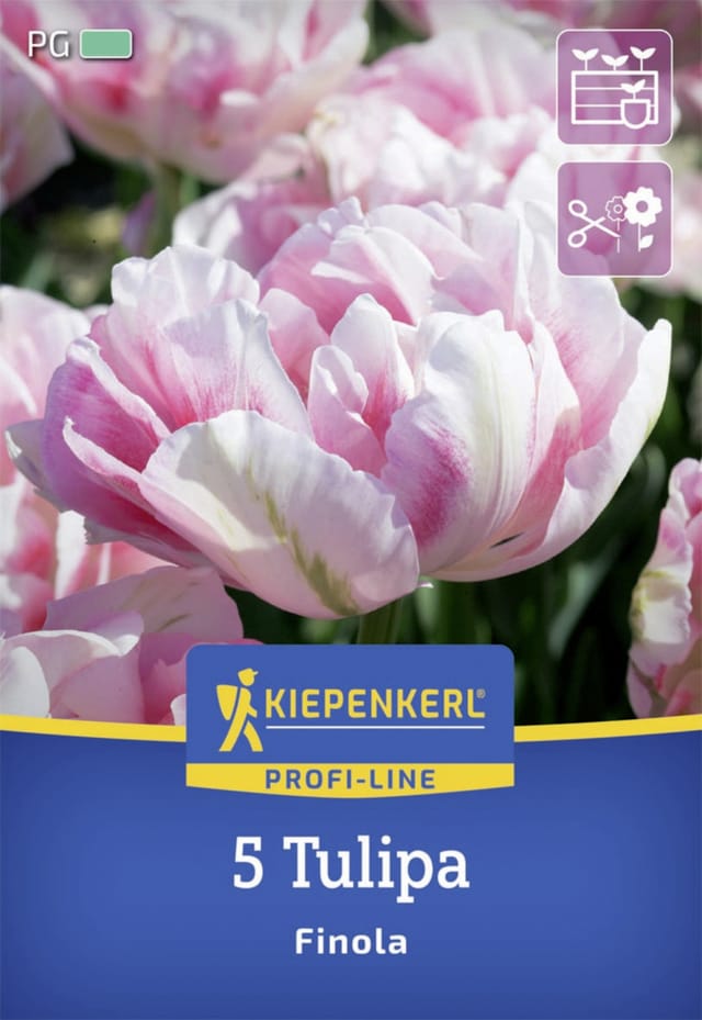Kiepenkerl Profi-Line Gefüllte Späte Tulpe 'Finola', 5 Zwiebeln, 5 Zwiebeln, rosa
