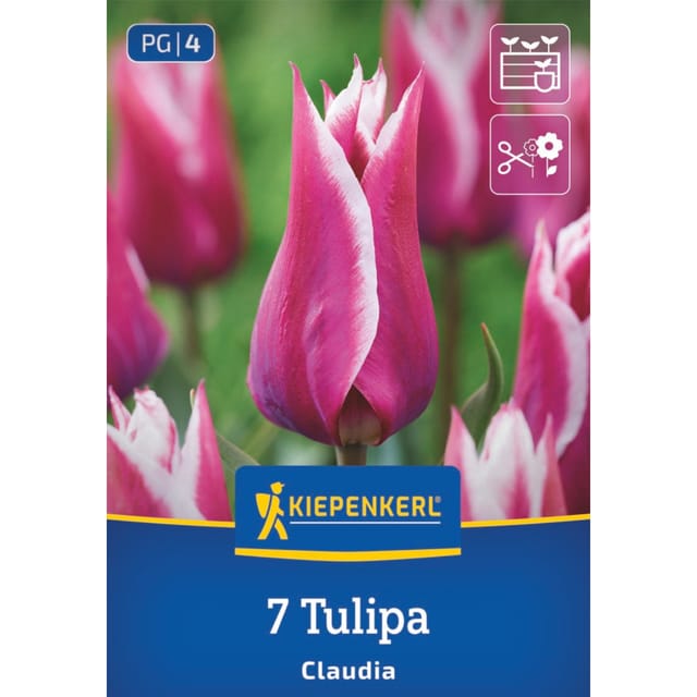 Kiepenkerl Lilienblütige Tulpe 'Claudia', 7 Zwiebeln, 7 Zwiebeln, pink