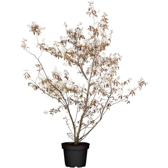 GROW by OBI Felsenbirne Weiß ca. 50-60 cm Topf ca. 3,5, Amelanchier