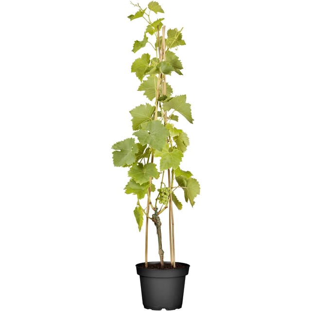 Weinrebe Lakemont Höhe ca. 20 - 30 cm Topf ca. 3, Vitis