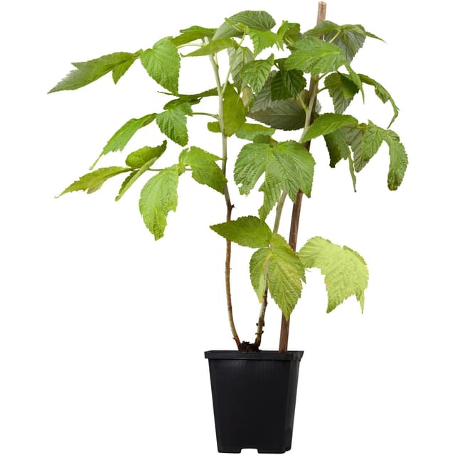 GROW by OBI Bio Himbeere Fallgold Goldgelb Topf ca. 2, Rubus