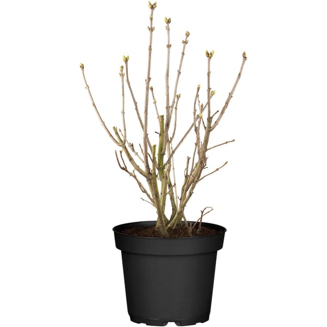 OBI Edelflieder Lavender Lady Lila Höhe ca. 50 - 60 cm Topf ca. 3,5, Syringa