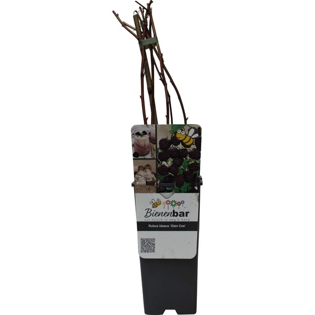 GROW by OBI Bio Himbeere Glen Coe Rosa-Violett Höhe ca. 20-30cm Topf ca. 2,