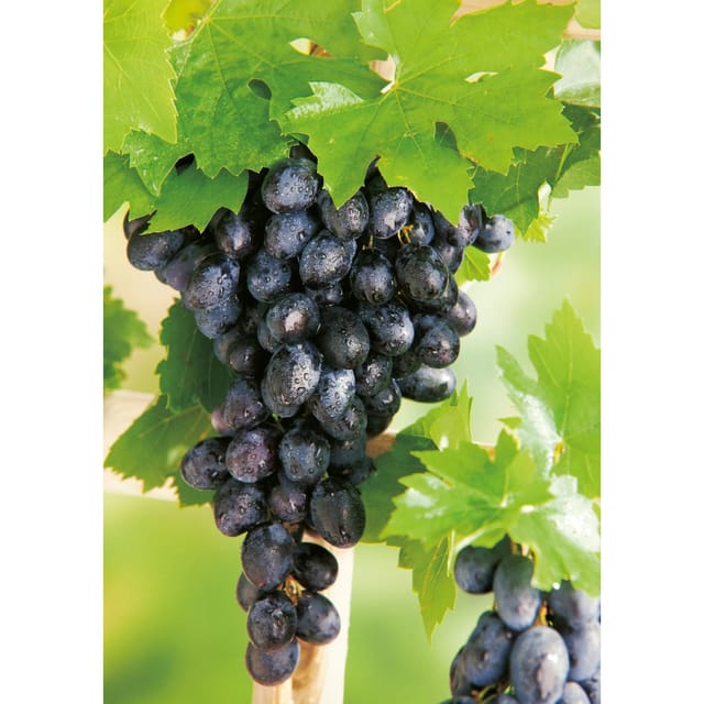 Weinrebe Centuri Höhe ca. 20 - 30 cm Topf ca. 3, Vitis