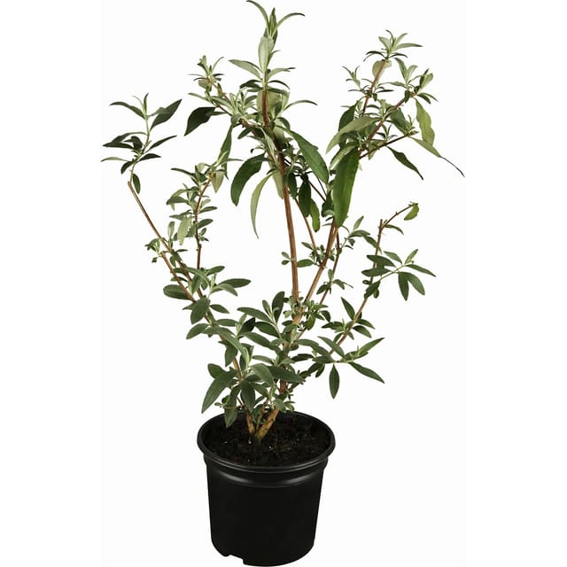 OBI Zwerg-Sommerflieder Buzz Weiß Höhe ca. 20 - 40 cm Topf ca. 3, Buddleja
