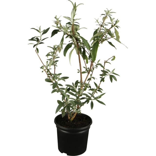 OBI Zwerg-Sommerflieder Buzz Violett Höhe ca. 20 - 40 cm Topf ca. 3, Buddleja