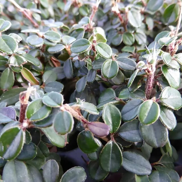 Zwergmispel Cochleatus Topf-Ø ca. 9 cm Cotoneaster microphyllus