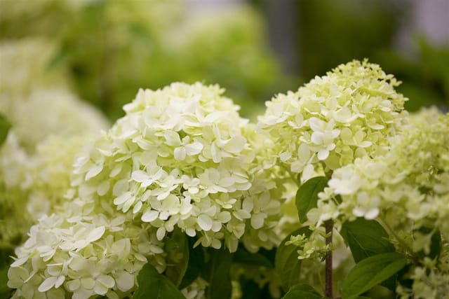 Pflanzen für Dich Gehölze Hydrangea pan. Limelight, 1 St., Rispenhortensie, Hortensie