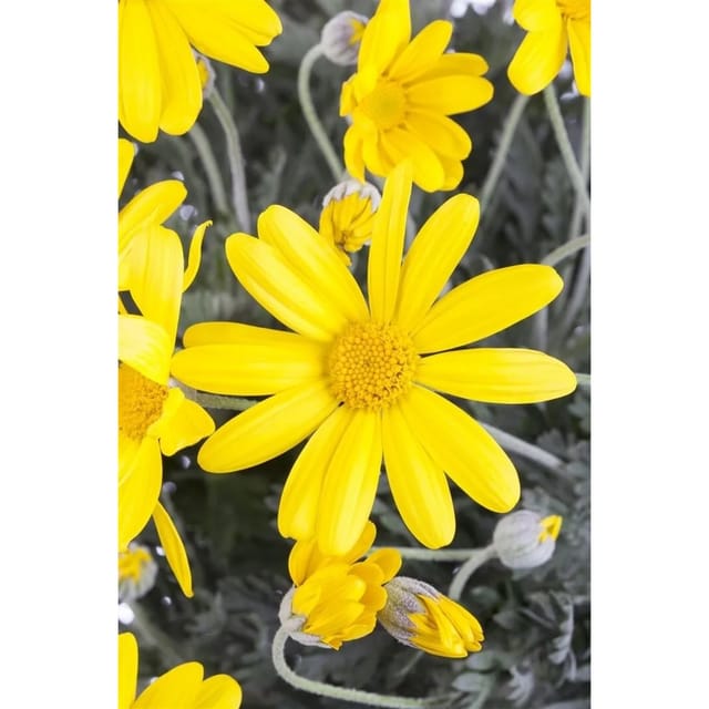 Euryops Chrysanthemoides Strauchmargerite 2 Liter Container