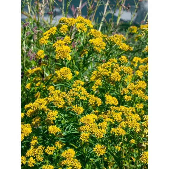 Solidago X Cult. Laurin Goldrute Ca. 9x9 cm Topf