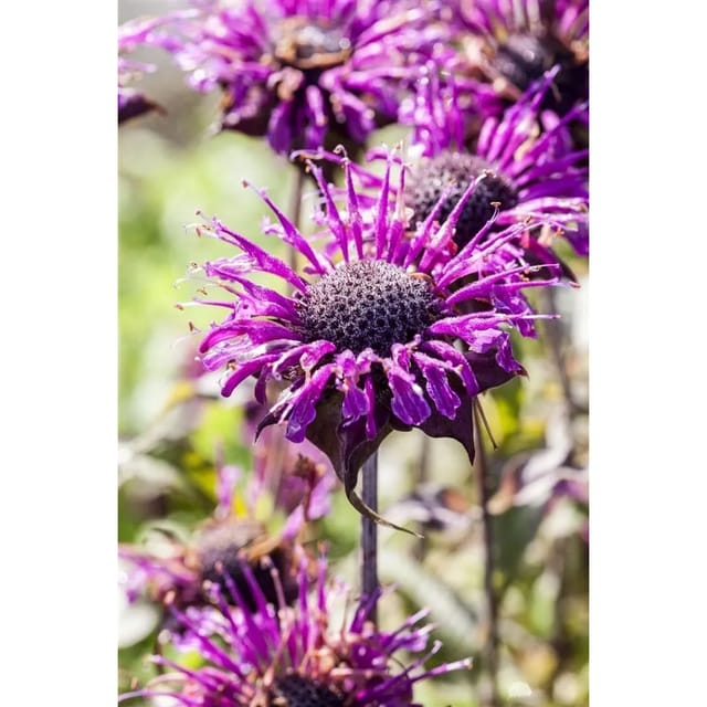 Monarda Fistulosa Scorpion Wilde Bergamotte Ca. 9x9 cm Topf