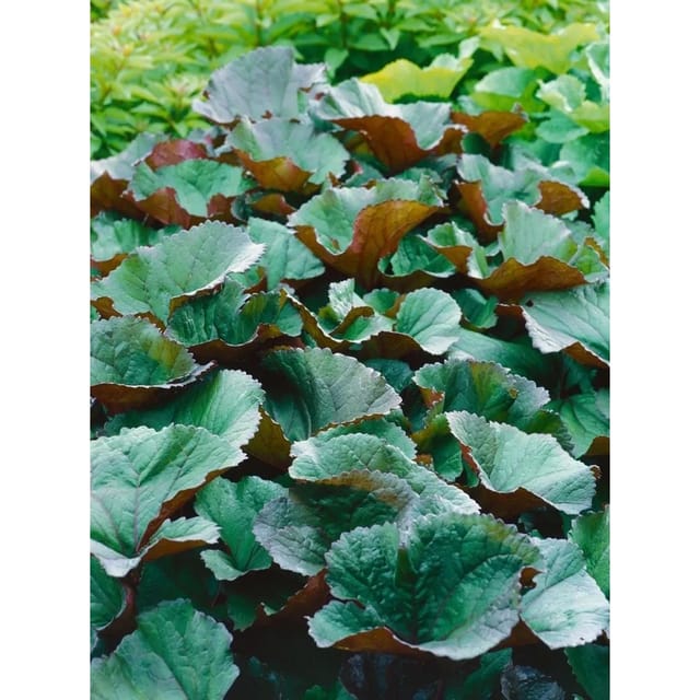 Ligularia Dentata Desdemona Zahnblatt Ca. 11x11 cm Topf
