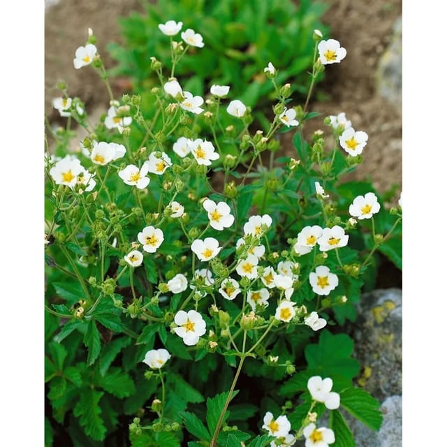 Potentilla Rupestris Felsen Fingerkraut Ca. 9x9 cm Topf