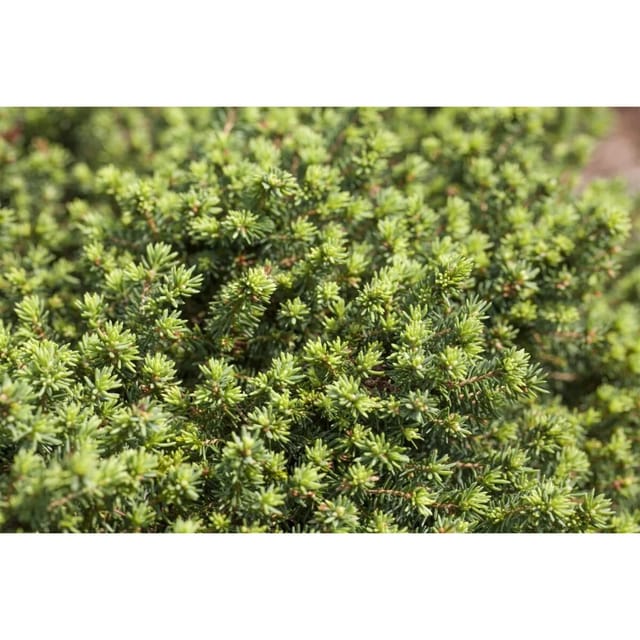 Picea Abies Little Gem Zwergfichte Kompakt 35–40 cm