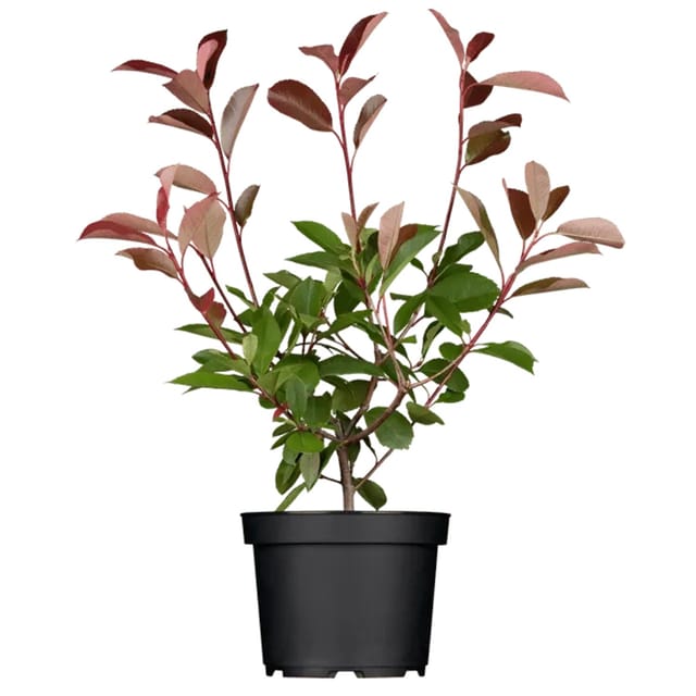 Photinia Fraseri Red Robin Glanzmispel Rot 40–60 cm