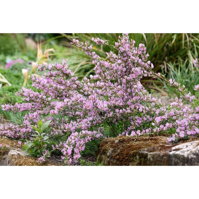 Cytisus Purpureus Purpur-Ginster 40–60 cm
