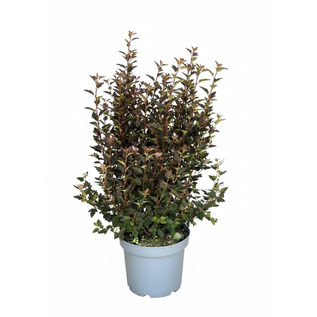 Baumfink Blasenspiere Magical Sweet Cherry Tea als Topfpflanze 60-80cm