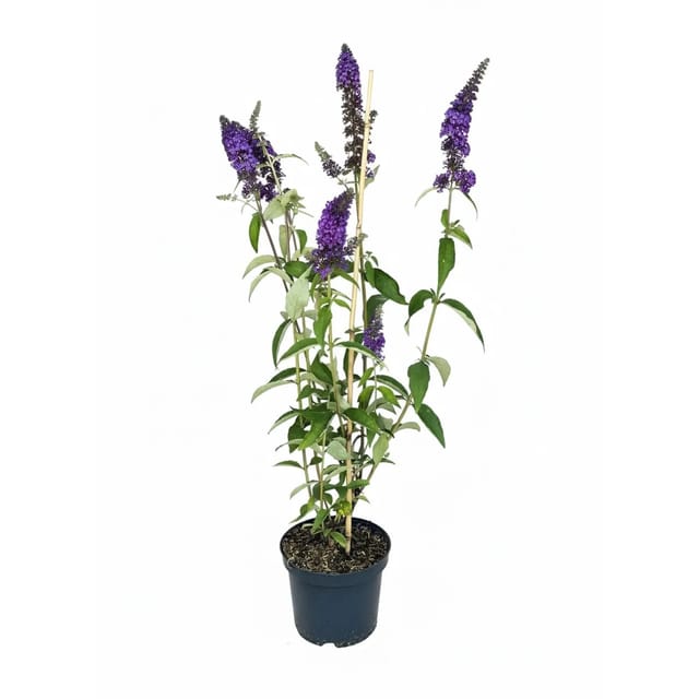 Baumfink Blauraute Prime Time als Topfpflanze 46-60cm