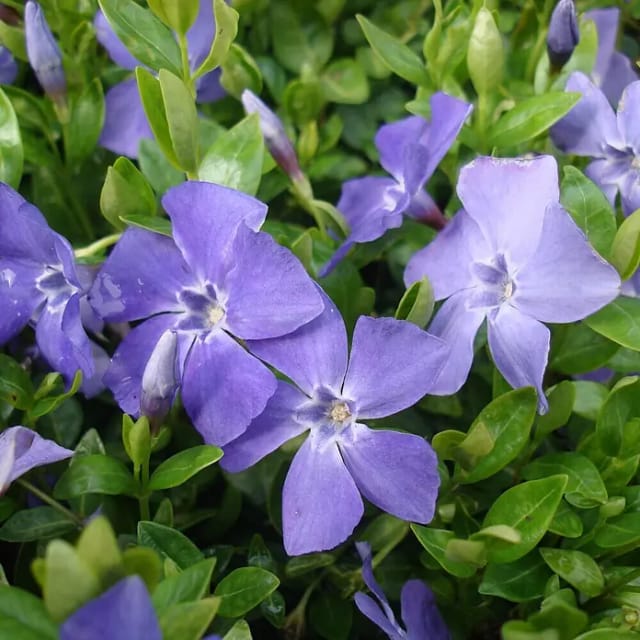 Helix Kleinblättriges Immergrün (Vinca minor 'Marie'®, Topfgröße: 9 cm, Blau)