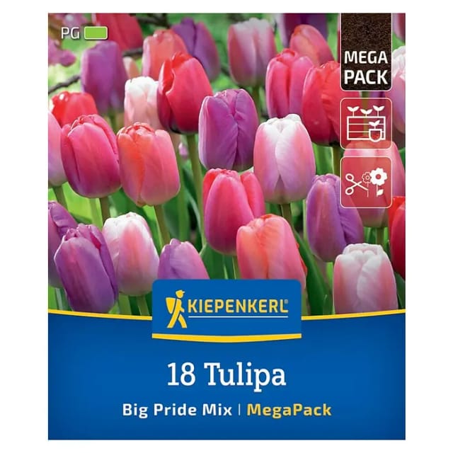 Kiepenkerl Herbstblumenzwiebelmischung Mega-Pack Darwin-Hybrid-Tulpe Big Pride 18 Stück