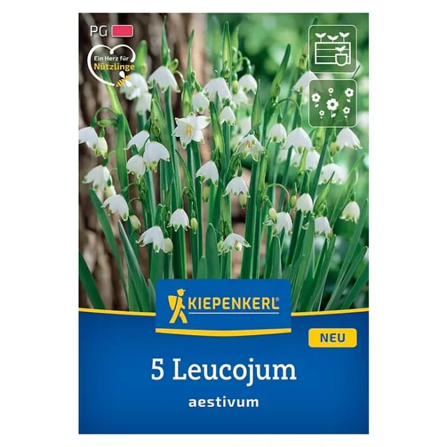 Kiepenkerl Herbstblumenzwiebel Sommerknotenblume 5 Stück