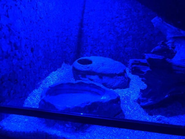 ReptiZoo Terrarienleuchte ReptiZoo LED Terrarienlampe, 6 Watt (13x9 cm) (LED001)