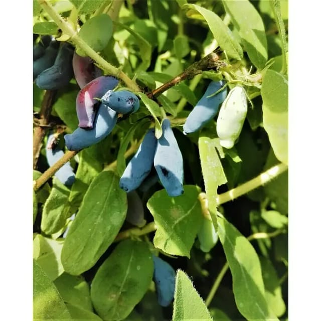 Heidelbeere Atut (Lonicera kamtschatica 'Atut', Erntezeit: Mai)