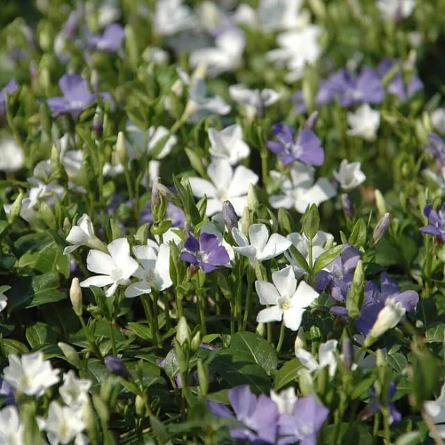 Helix Kleinblättriges Immergrün (Vinca minor 'Bavaria'®, Topfgröße: 13 cm, Blau/Weiß)