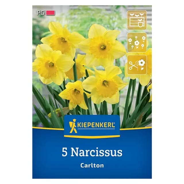 Kiepenkerl Herbstblumenzwiebel Narzisse Carlton 5 Pflanzen
