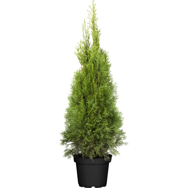 GROW by OBI Lebensbaum Smaragd Höhe ca. 80 - 100 cm Topf ca. 7,5, Thuja