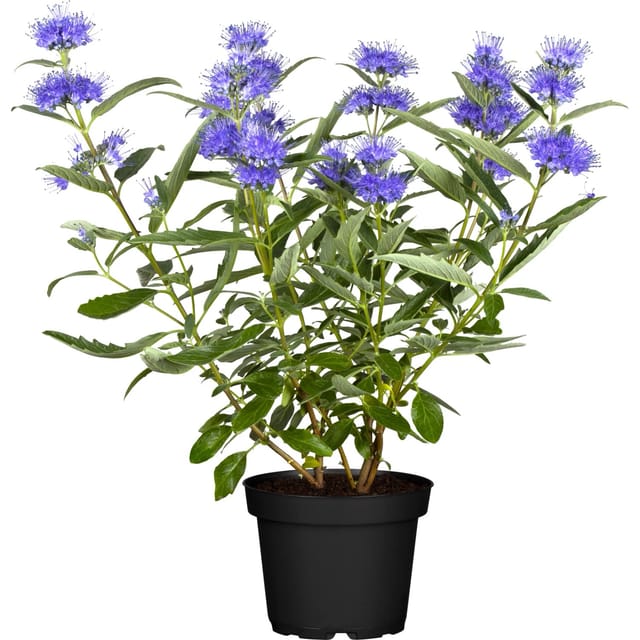 OBI Bartblume Blau Container ca. 3,