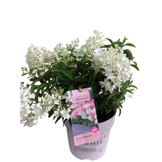 GROW by OBI Rispenhortensie Groundbreaker H ca. 30-40 cm Topf ca.5, Hydrangea