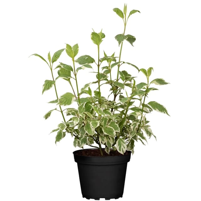 Hartriegel Elegantissima Weiß Höhe ca. 40 - 60 cm Topf ca. 3,5, Cornus