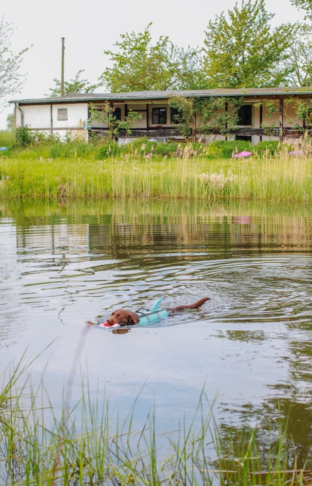 Nobby Schwimmweste Hunde Schwimmweste Sharki hellblau